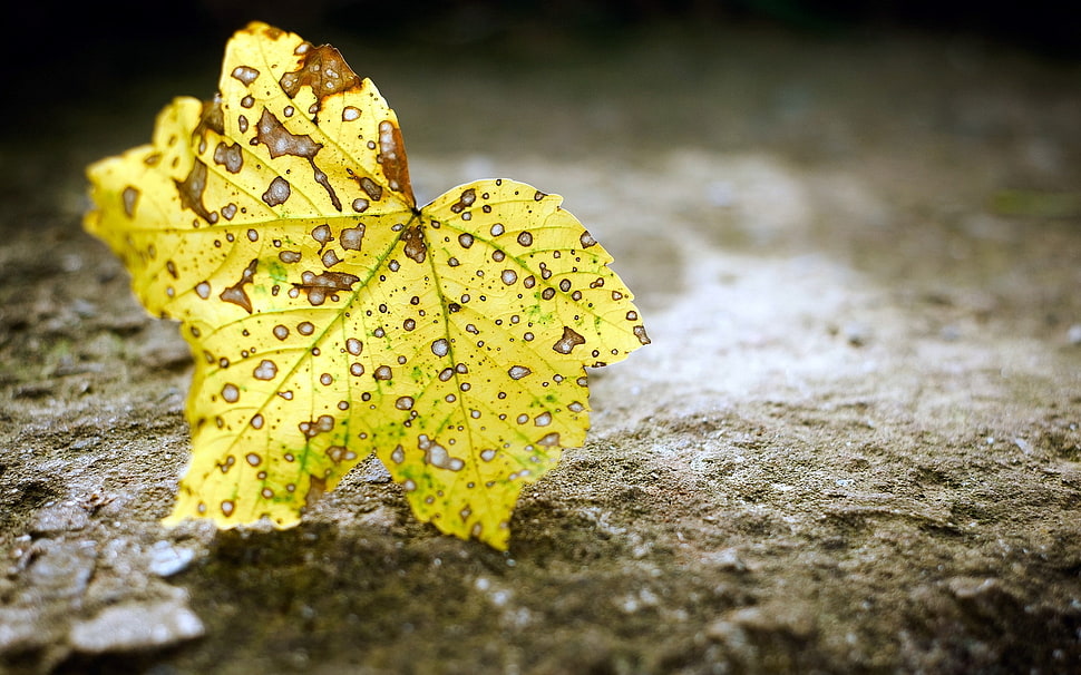 selective focus photography of dried maple leaf on ground HD wallpaper