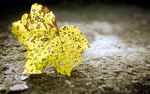 selective focus photography of dried maple leaf on ground