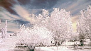 white tree during daytime scenery HD wallpaper