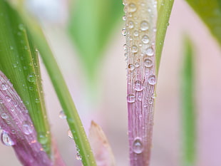 micro photography of dew HD wallpaper