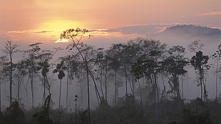 leafed trees, Peru, rainforest, sunset, sunrise