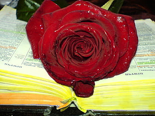 closeup photography of red rose