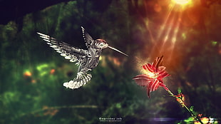 gray and red humming bird, animals, hummingbirds, digital art, flowers