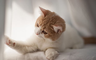 closeup photography of white and orange tabby cat