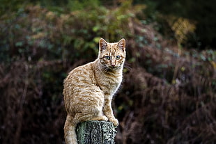 shallow focus photography of orange cat standing on trunk