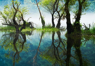 green and brown tree painting, photography, nature, landscape, reflection