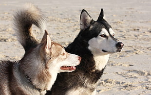 two black and Siberian Huskies