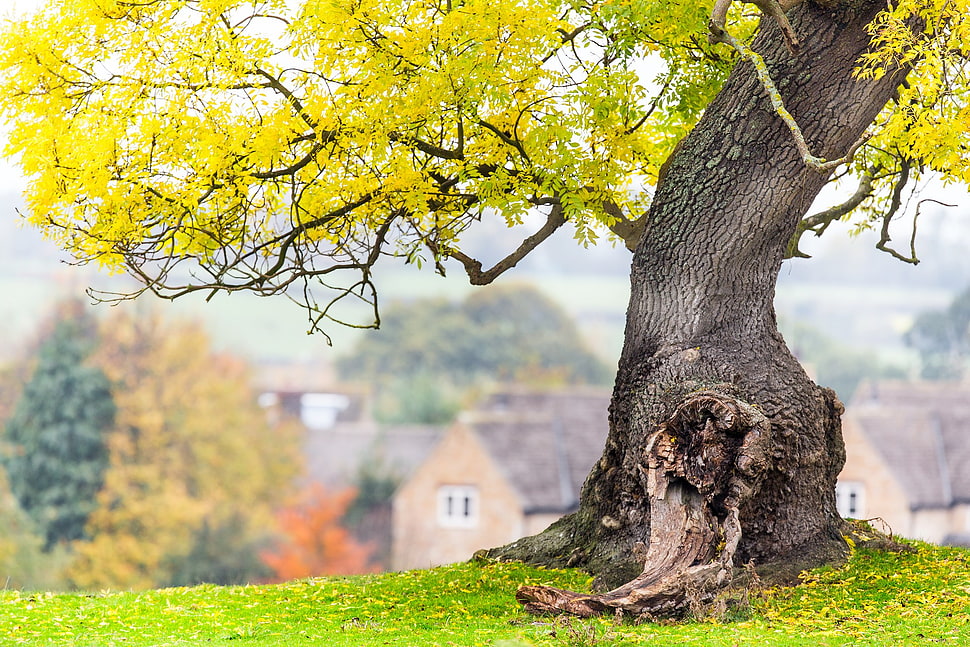 green leafed tree, landscape, trees HD wallpaper