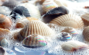 white seashells HD wallpaper