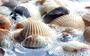 white seashells