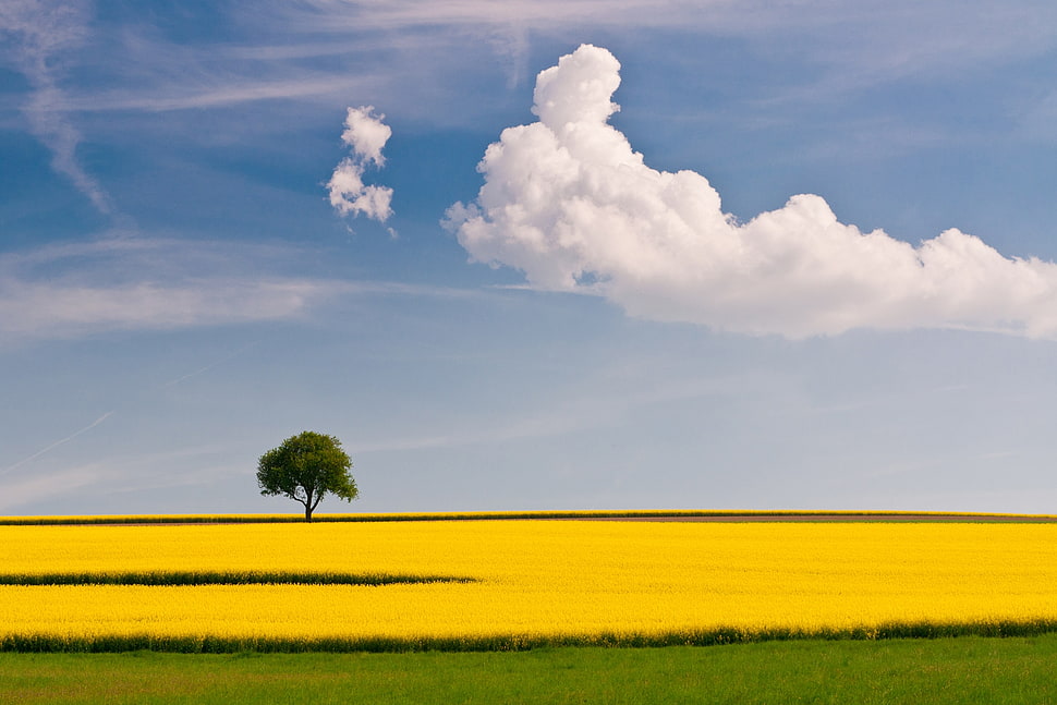 green leaf tree on yellow field under white cloudy sky HD wallpaper
