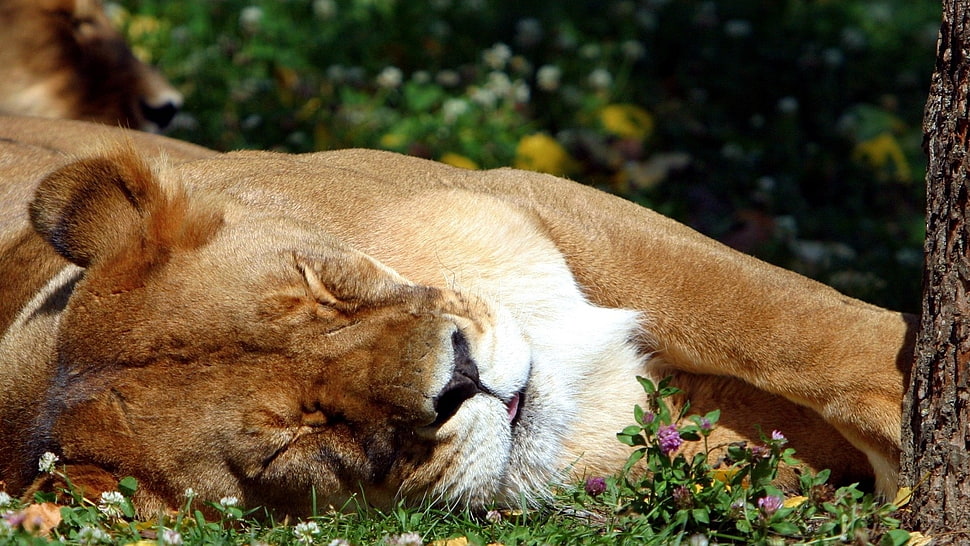 sleeping lioness during daytime HD wallpaper