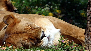 sleeping lioness during daytime