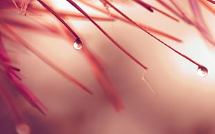 macro photography of red twig with water dew