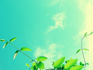 green leafed plant, leaves, anime, clouds, blue