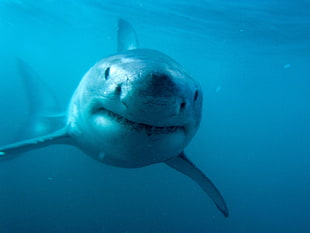 gray shark, underwater, sea, shark, sea life HD wallpaper