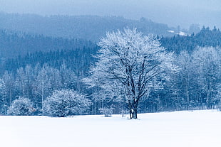 trees and snow, Tree, Snow, Winter HD wallpaper