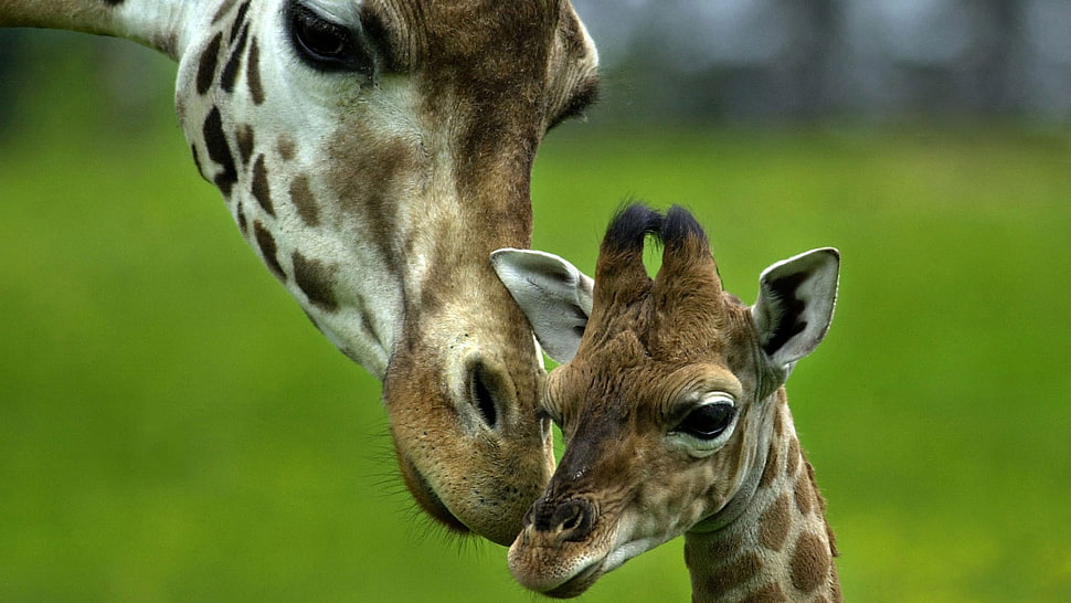 two adult and young Giraffe HD wallpaper