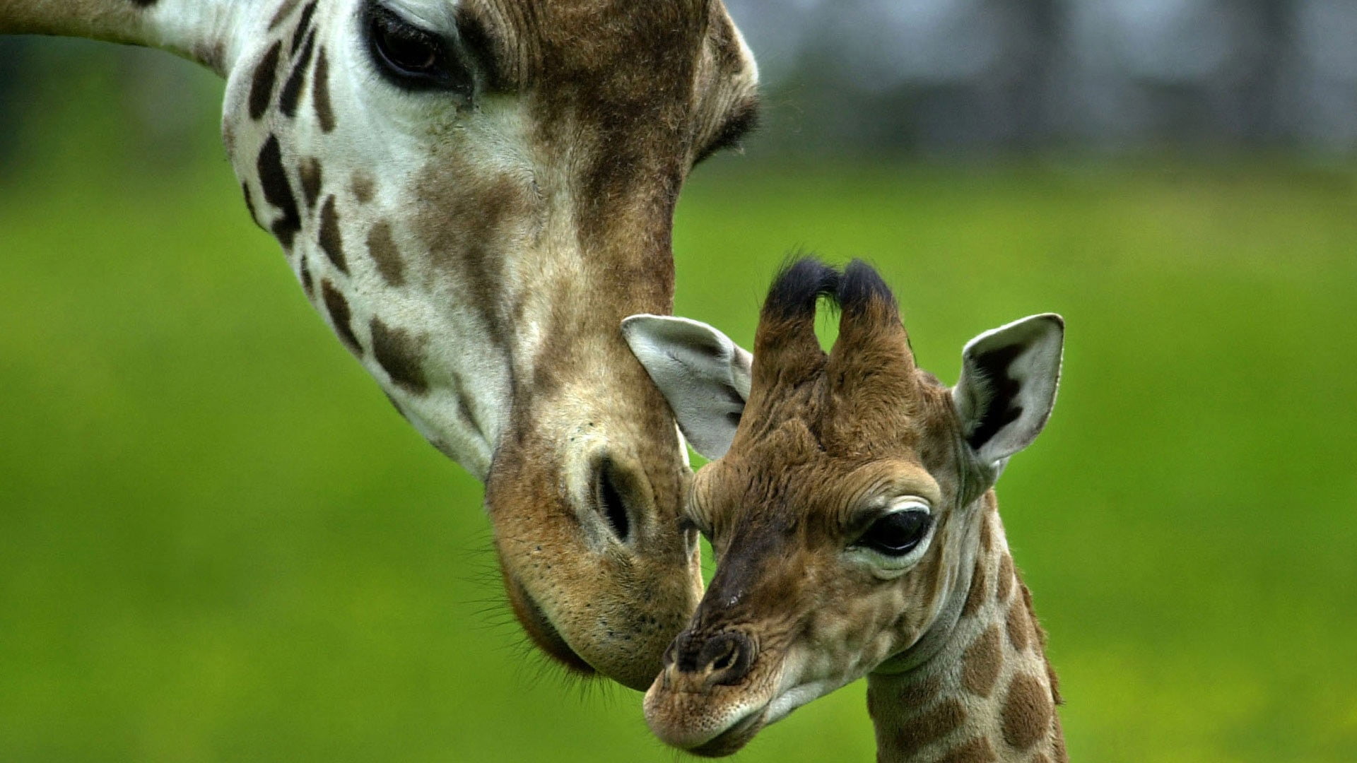 two adult and young Giraffe