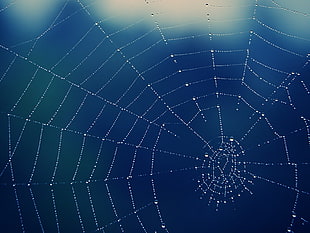 white spiderweb wallpaper, spider, spiderwebs, water drops