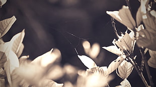 grayscale photo of leaves with spider web