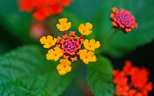 close-up photography of yellow and red lantana flower