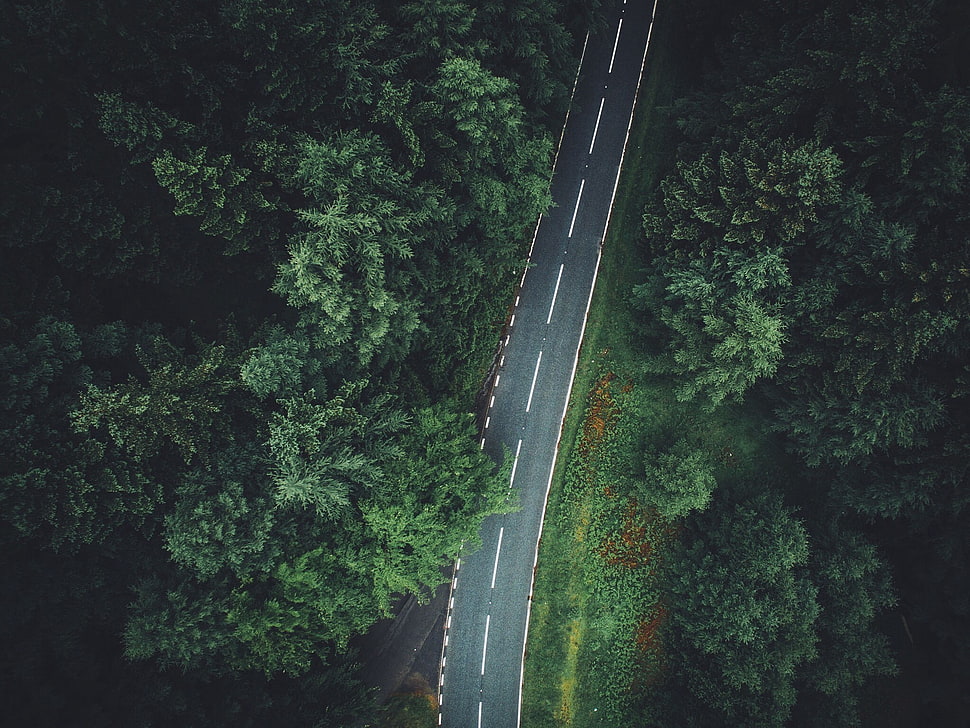 green trees, trees, aerial view, forest, road HD wallpaper