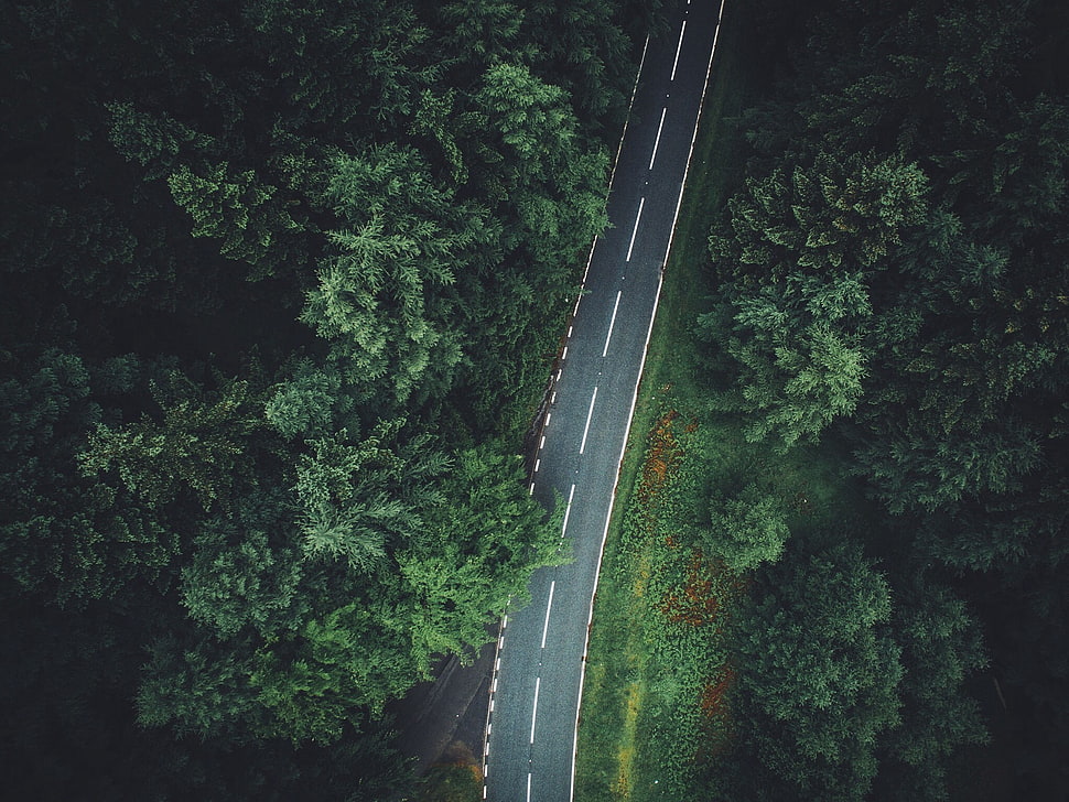 green trees, trees, aerial view, forest, road HD wallpaper