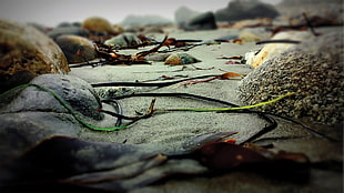 brown stone, nature, beach, rock, depth of field