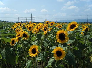 yellow sunflower fields HD wallpaper