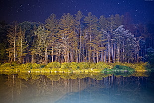 green pine trees