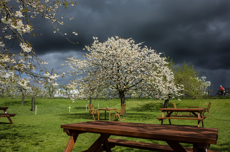 cherry blossom tree near benches HD wallpaper