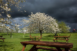 cherry blossom tree near benches