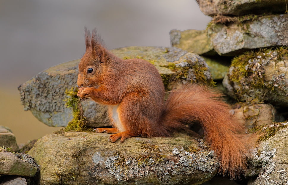 brown squirrel HD wallpaper