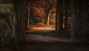 concrete road surrounded by trees with brown leaves