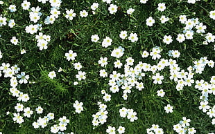 white 5-petaled flowers closeup photo