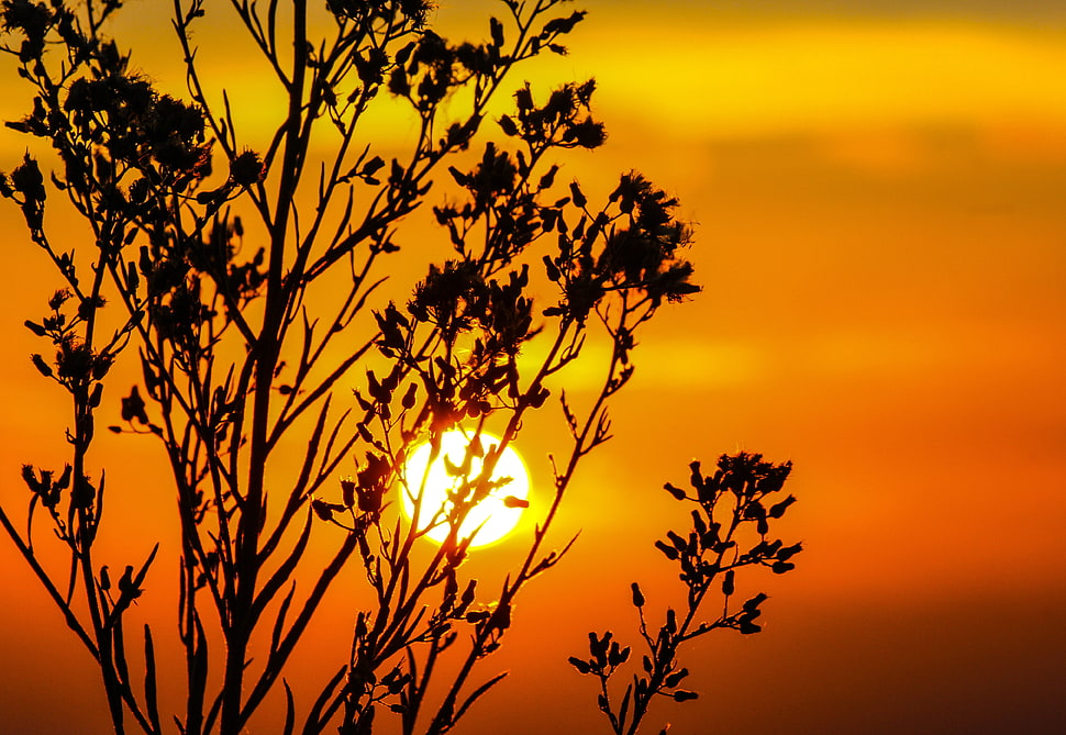 silhouette of plant under sunset HD wallpaper