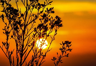 silhouette of plant under sunset