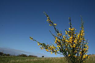 yellow and black tree painting, moss, nature, Scotland, yellow flowers