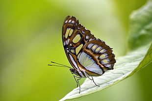 Malachite butterfly on green leaf closeup photography