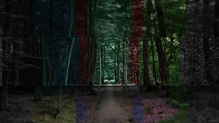 depth of field photography of forest