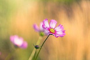 shallow focus photography of pink and white flower HD wallpaper