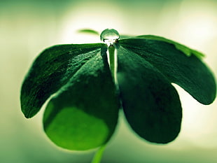 close-up photography of green leaf plant