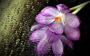 pink and white floral textile, macro, flowers, water drops, purple flowers