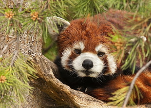 Red Panda macro photography HD wallpaper