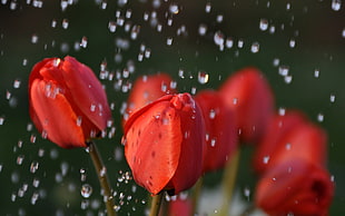 red Tulips with water droplets HD wallpaper