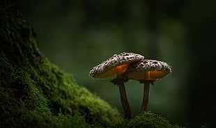 two brown mushrooms, moss, green, nature, plants