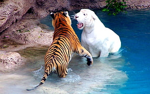 two Tiger on lake playing HD wallpaper