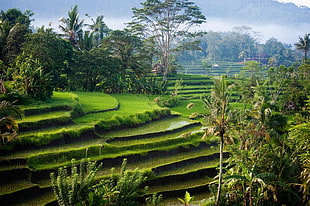 rice terraces, nature, landscape, photography, morning