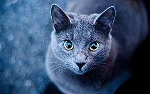 black and brown cat print textile, animals, cat, Russian Blue
